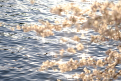 春にキラリ