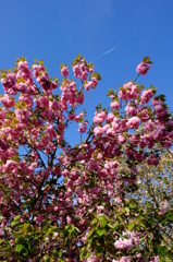 八重桜４