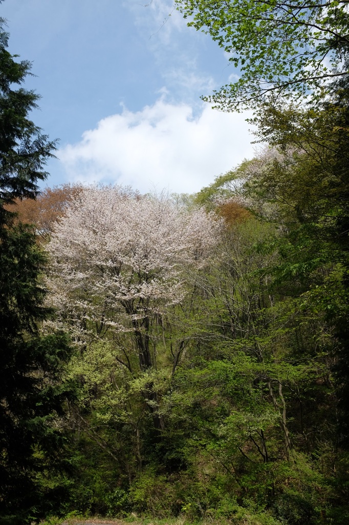 春の山間で