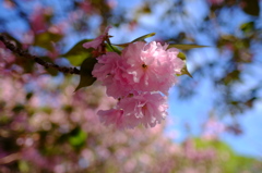 八重桜１０