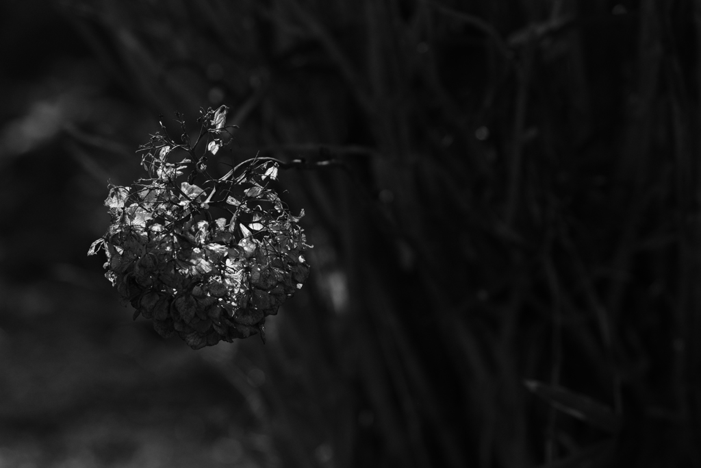 枯れ紫陽花