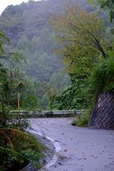 秋雨の山道　その４