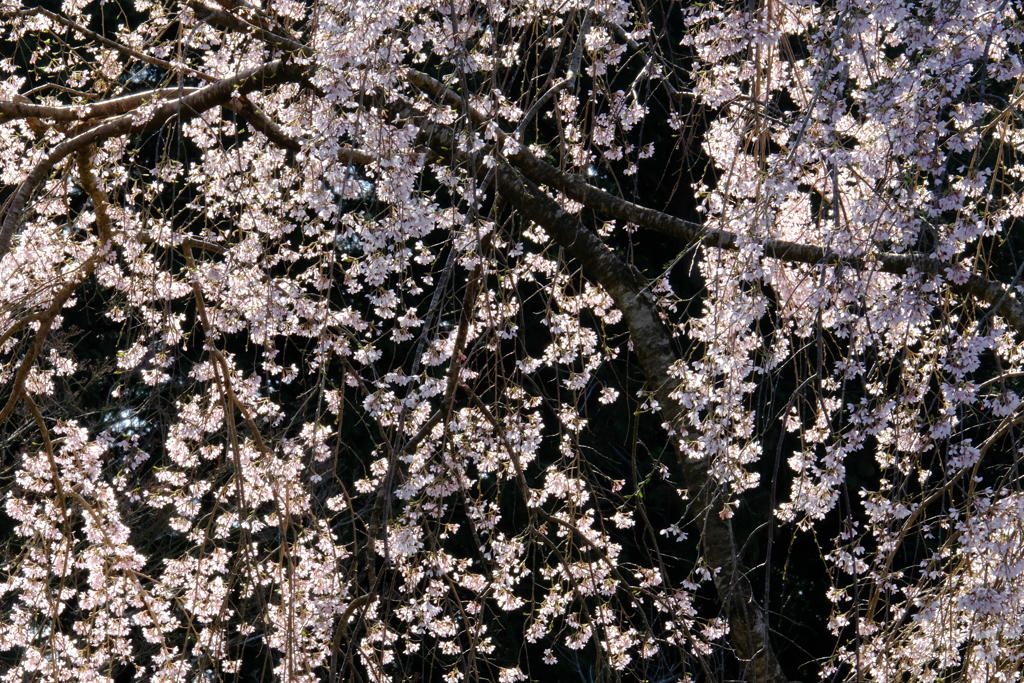 朝の枝垂れ桜