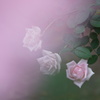 バラの花2