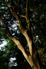 木の陰影　その３
