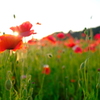 ポピーの花畑2