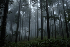 霧の木立