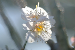 白梅　その4