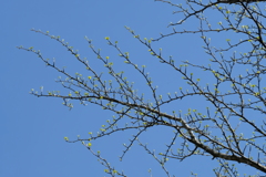高原の芽吹き4