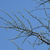 高原の芽吹き4