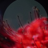 彼岸花2