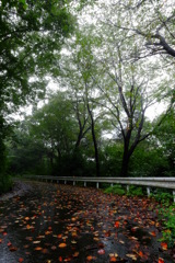 秋雨の山道　その２