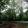 秋雨の山道　その２