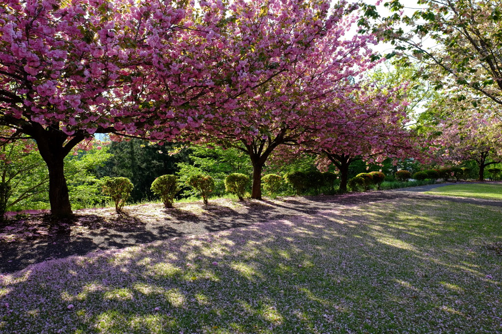 八重桜の咲く公園　その３