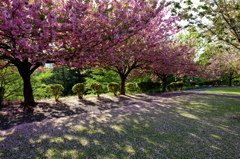八重桜の咲く公園　その３