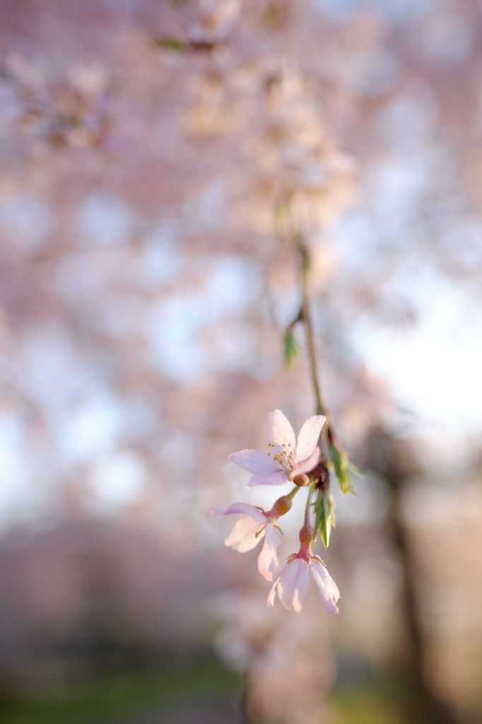 枝先の花