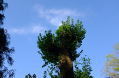 青空に向かって生える