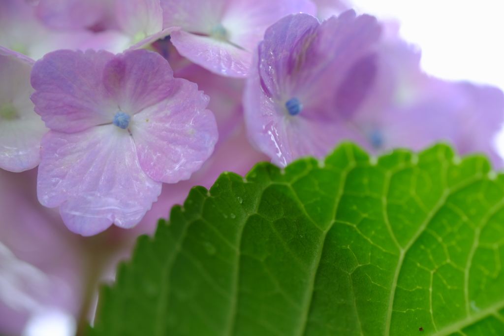 雨の日の紫陽花　その５