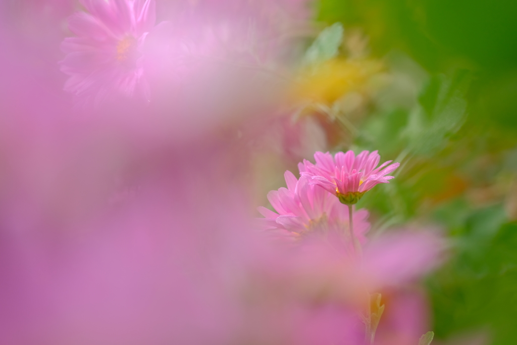 庭の菊　その4