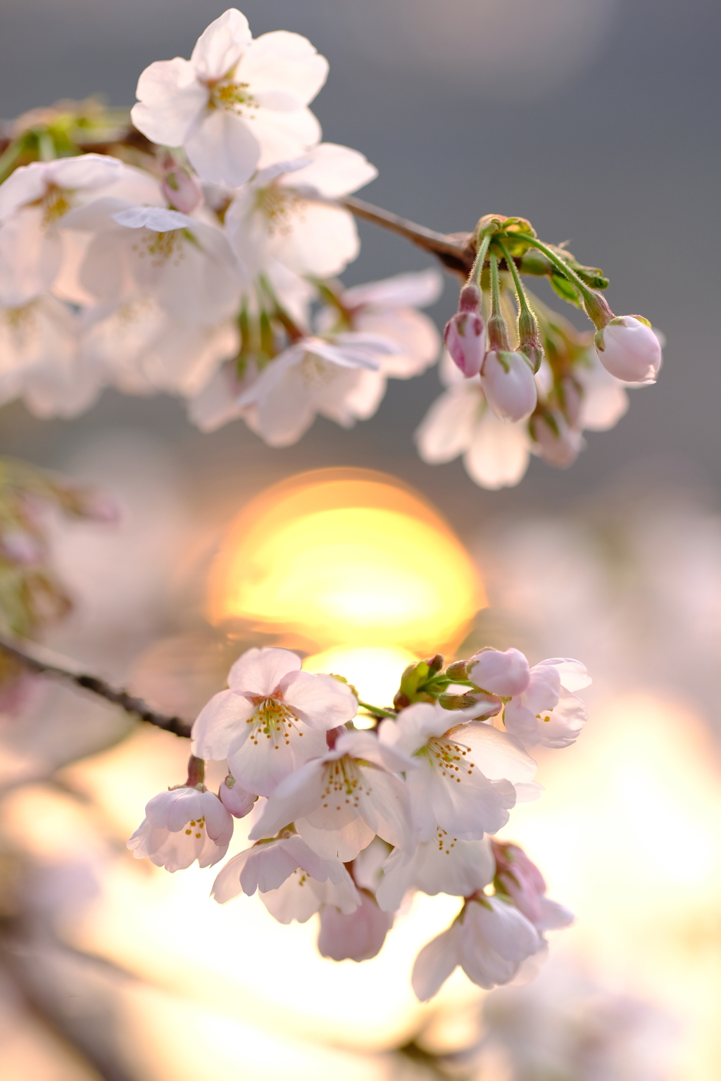 夕暮れ桜
