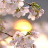 夕暮れ桜