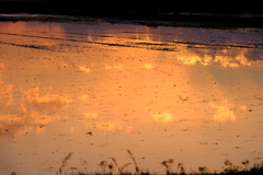 田植えの頃の夕暮　その2