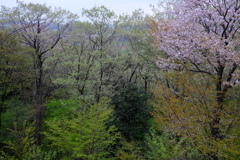 里山の春色