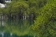 湖の新緑2