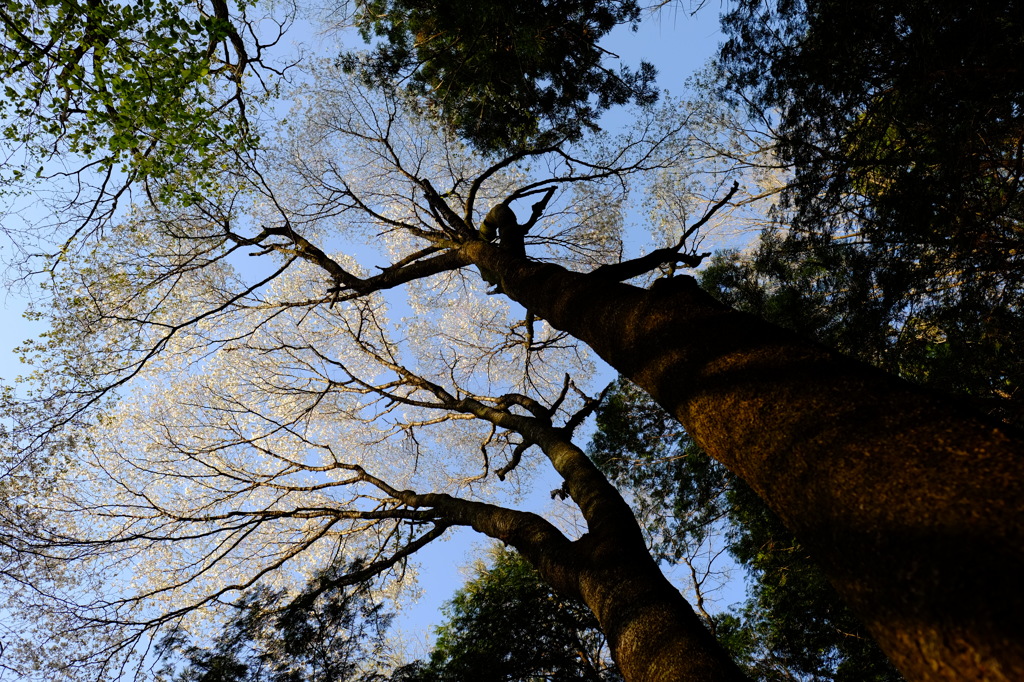 桜を見上げて