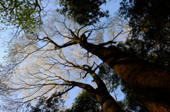 桜を見上げて