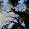 桜を見上げて