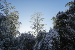 2月の雪の朝6