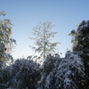 2月の雪の朝6