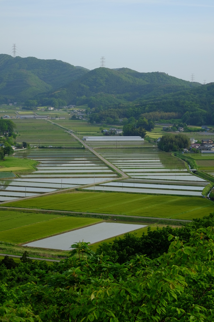 田植えの季節　その3