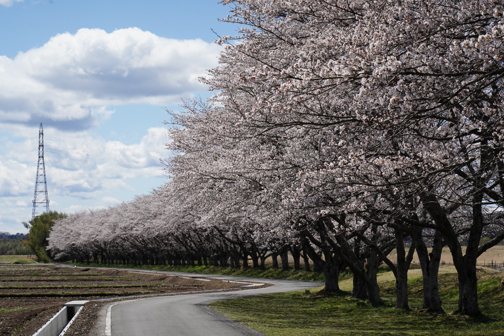 桜並木