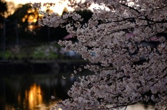 夕日ほのかに