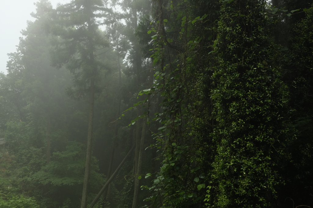 雨上がりの山道で