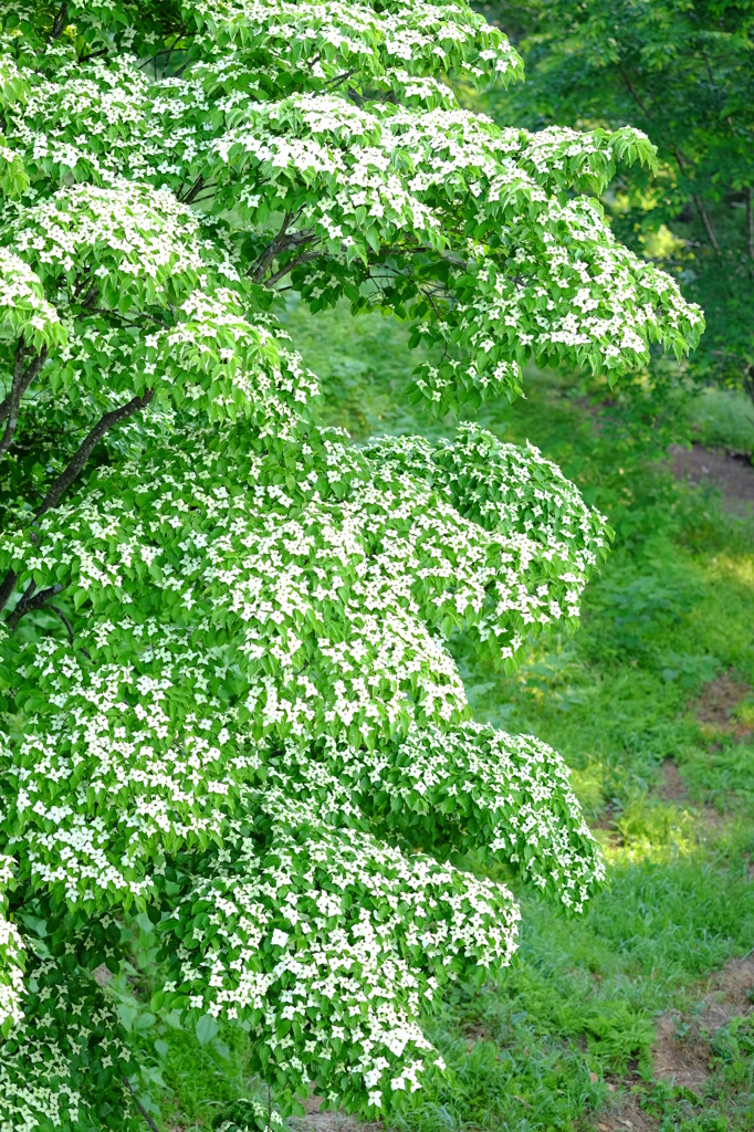 山法師　その４