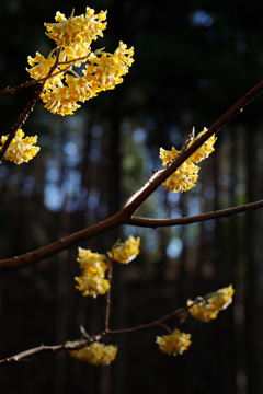 ミツマタの花