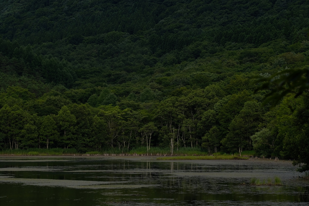 沼の印象