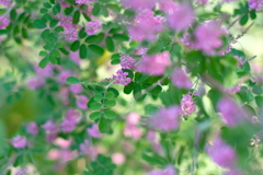 爽やかな朝4