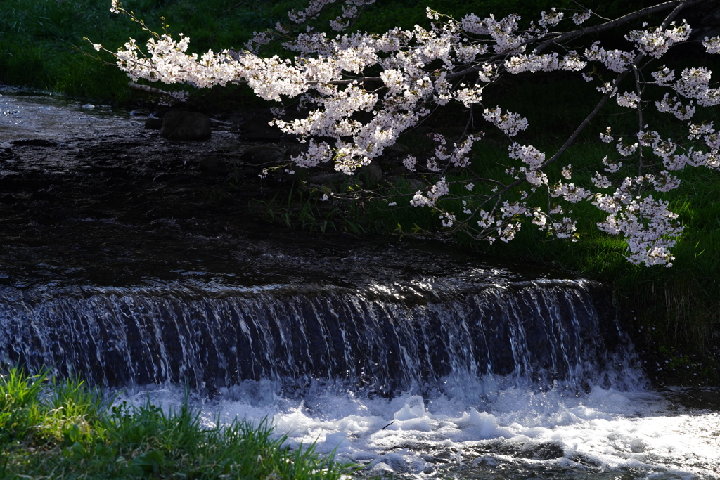 川沿いの桜2