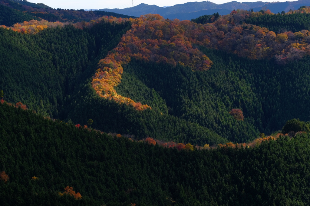 尾根は秋色3