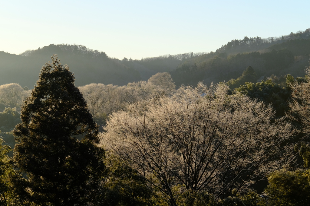 1月の朝