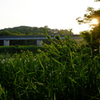 夕暮れの橋