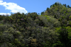 芽吹きの季節