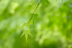5月の緑