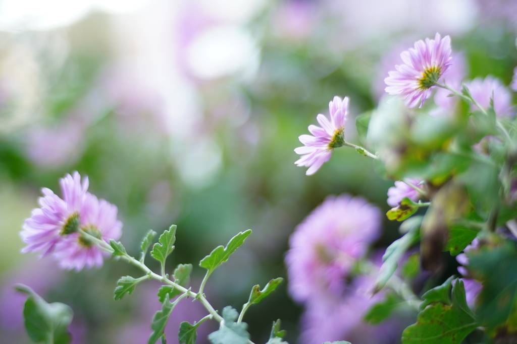 小菊