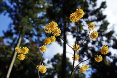 ミツマタの花2