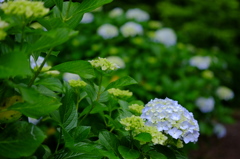 紫陽花